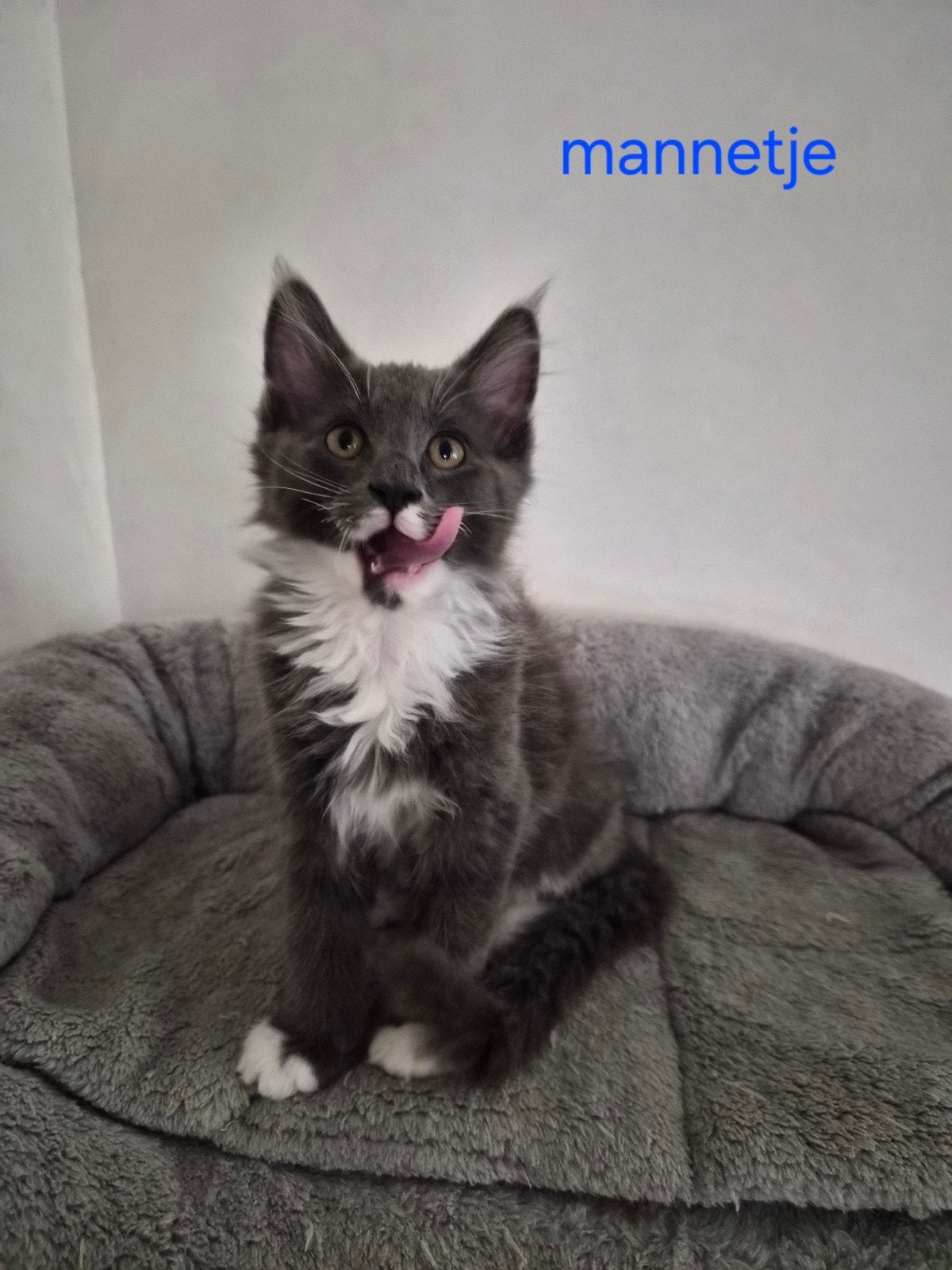 100% MAINCOON RASZUIVER, Dieren en Toebehoren, Katten en Kittens | Raskatten | Langhaar, Meerdere dieren, Gechipt, 0 tot 2 jaar