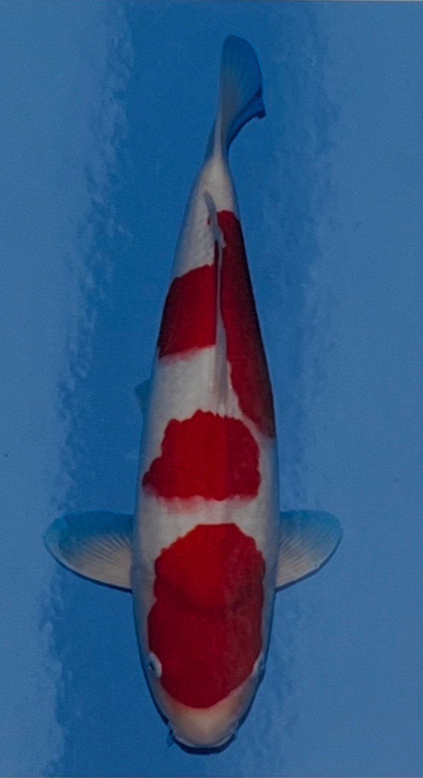 Kohaku tamaura, Dieren en Toebehoren, Karper of Koi