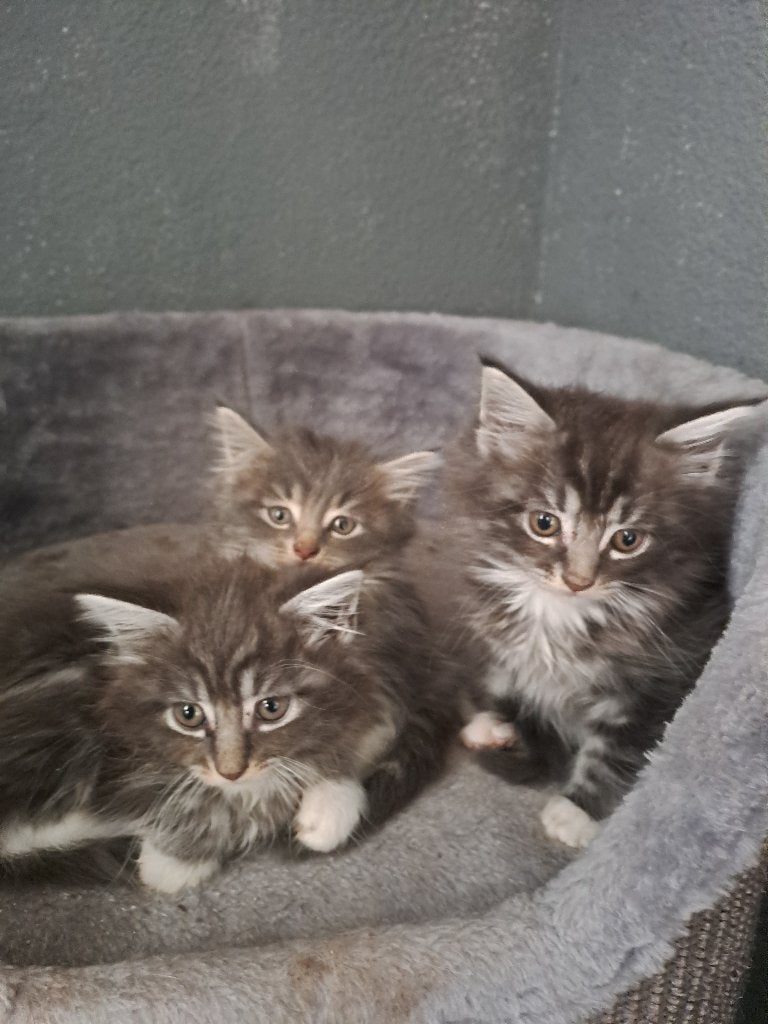 Maine coon kitten, Dieren en Toebehoren, Poes, Gechipt, 0 tot 2 jaar