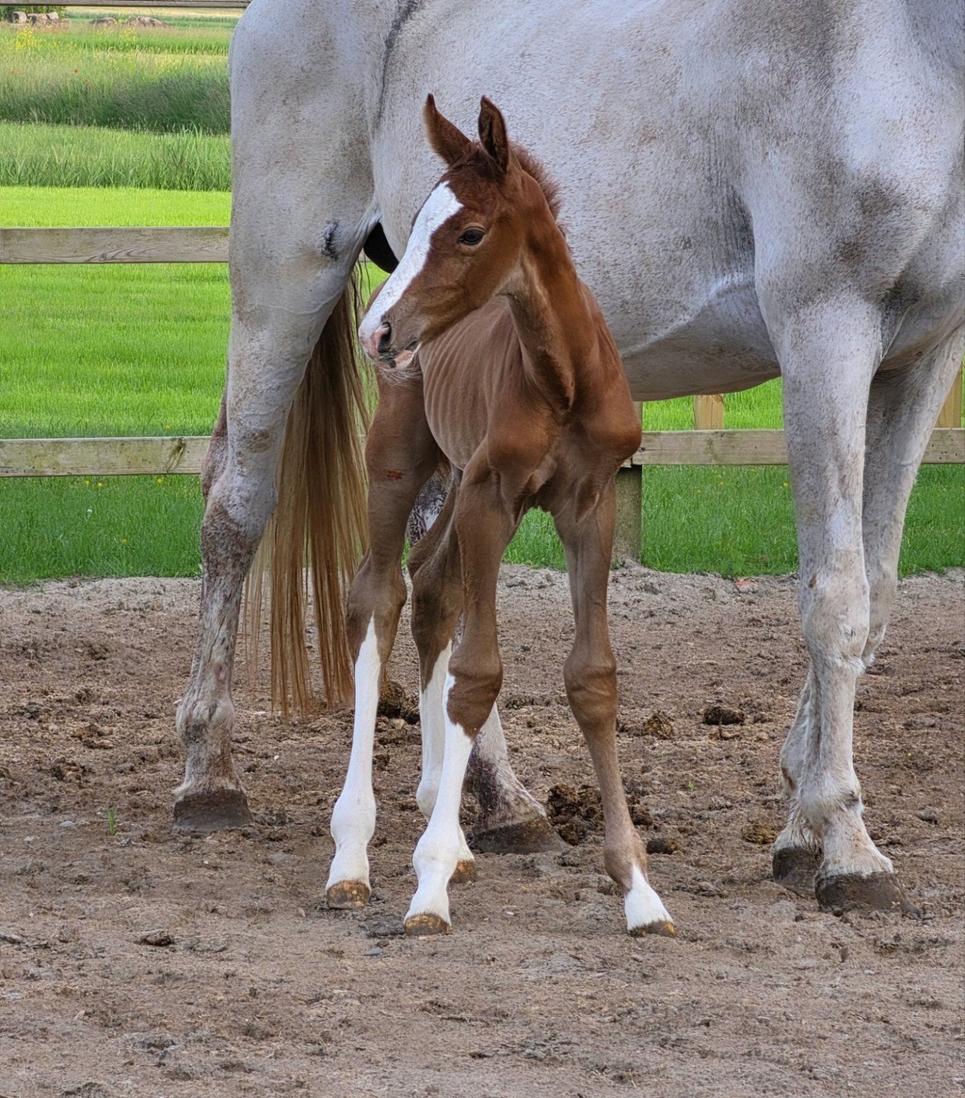 KWPN-fokmerrie met veelbelovend springgefokt hengstveulen, Dieren en Toebehoren, Paarden, Springpaard, Met stamboom, 0 tot 2 jaar