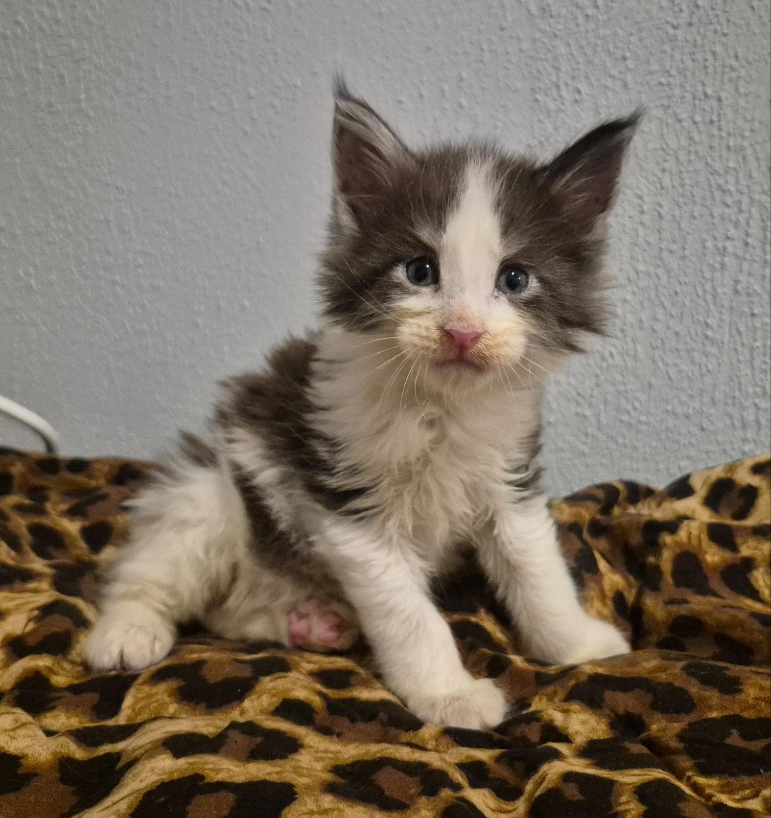 Maine coon katertje met stamboom, Kater, Met stamboom, 0 tot 2 jaar