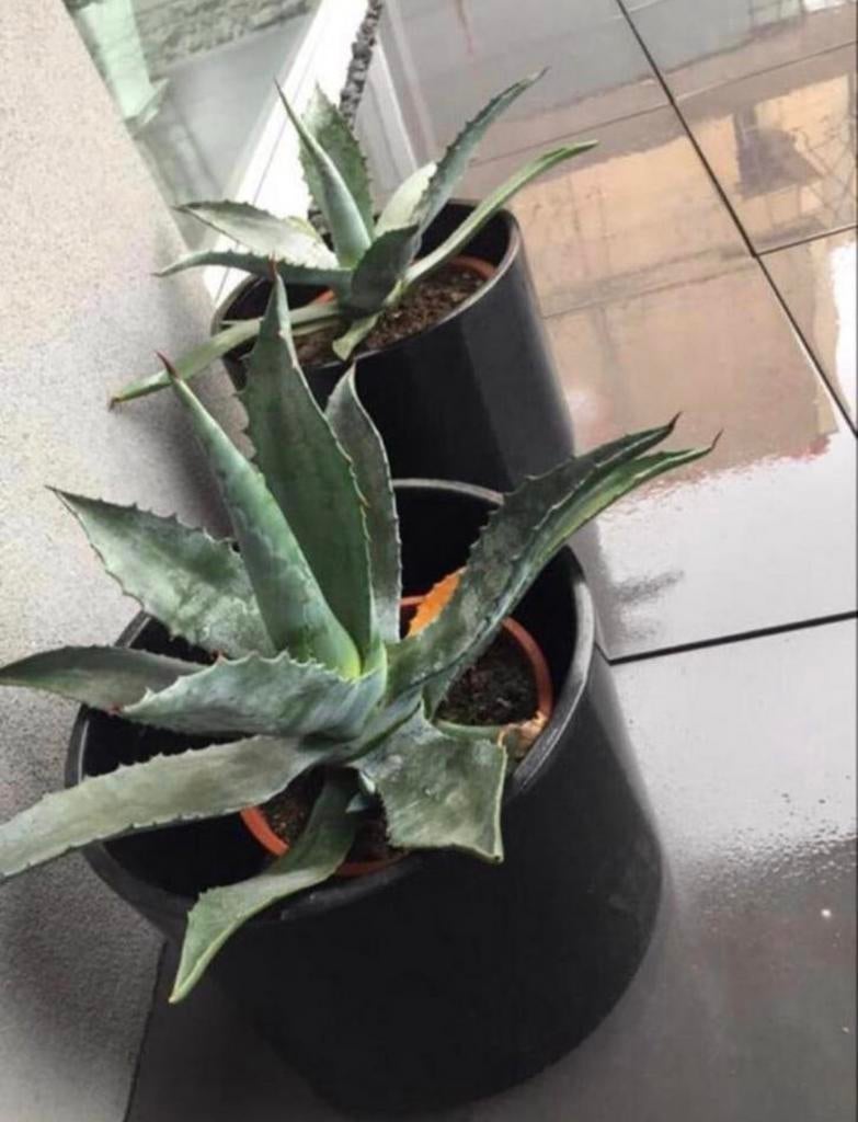 BIO blauwe Agave Americana kamerplanten in potten, Ophalen of Verzenden, Minder dan 100 cm, In pot, Cactus