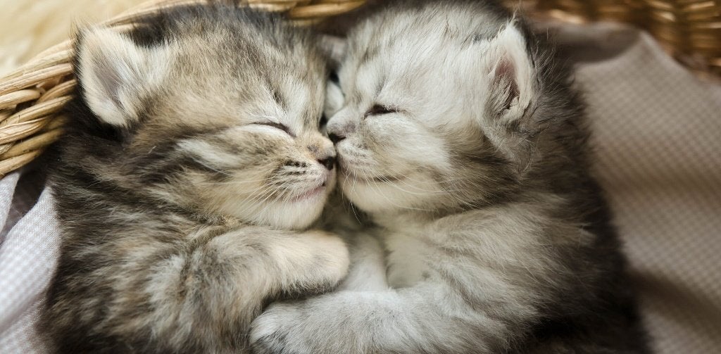 GEZOCHT: 1 of 2 kittens ( 12 weken, begin september), Dieren en Toebehoren, Katten en Kittens | Overige Katten, Geslacht onbekend