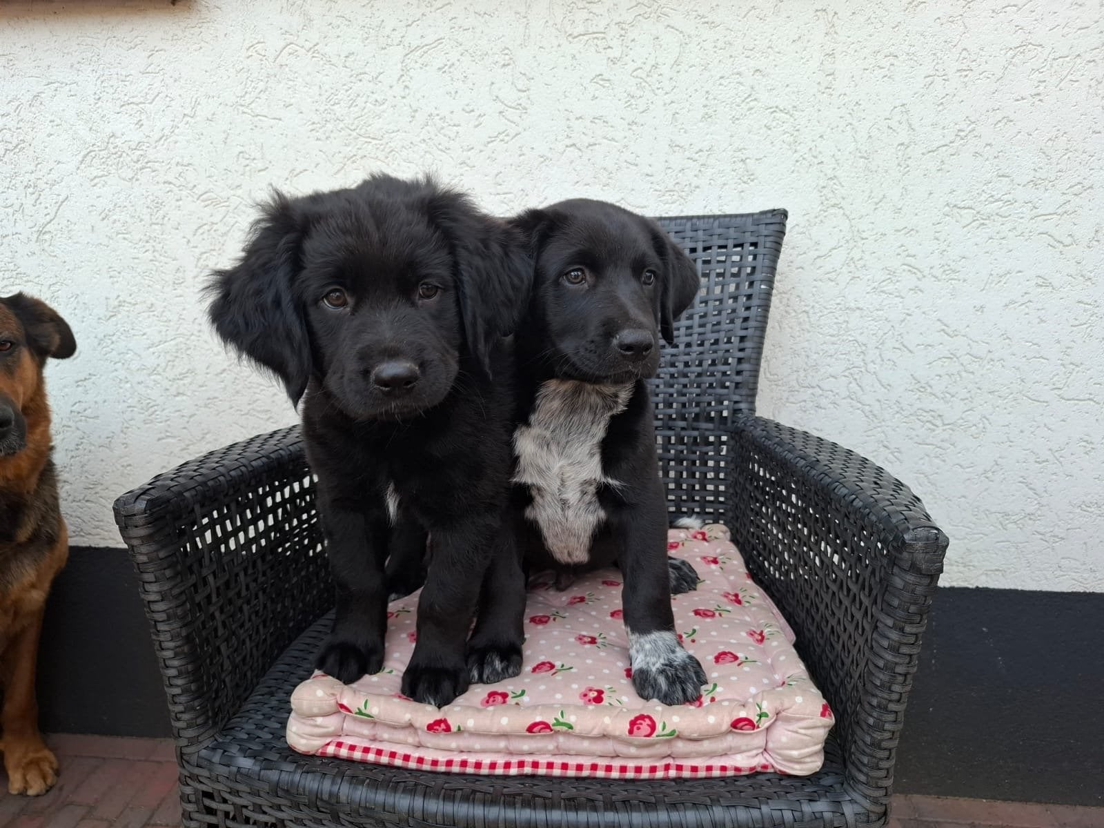 Lieve Pups, 8 tot 15 weken, Meerdere, Meerdere dieren, Middel