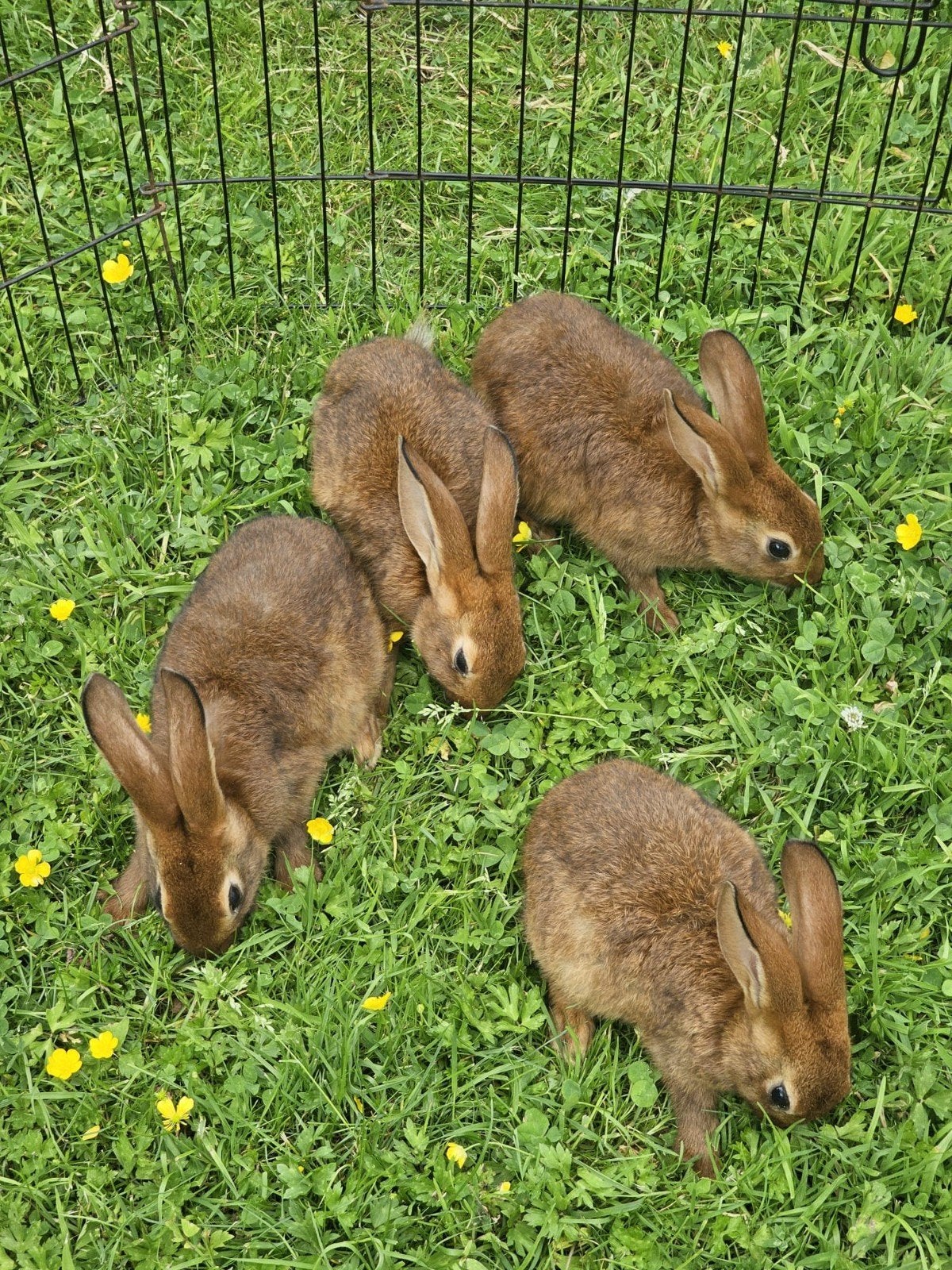Mooie jonge Belgische hazen te koop, Dieren en Toebehoren, Meerdere dieren, Groot
