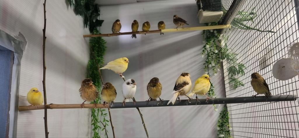 Raza Española kanaries, Dieren en Toebehoren, Geslacht onbekend, Kleurkanarie