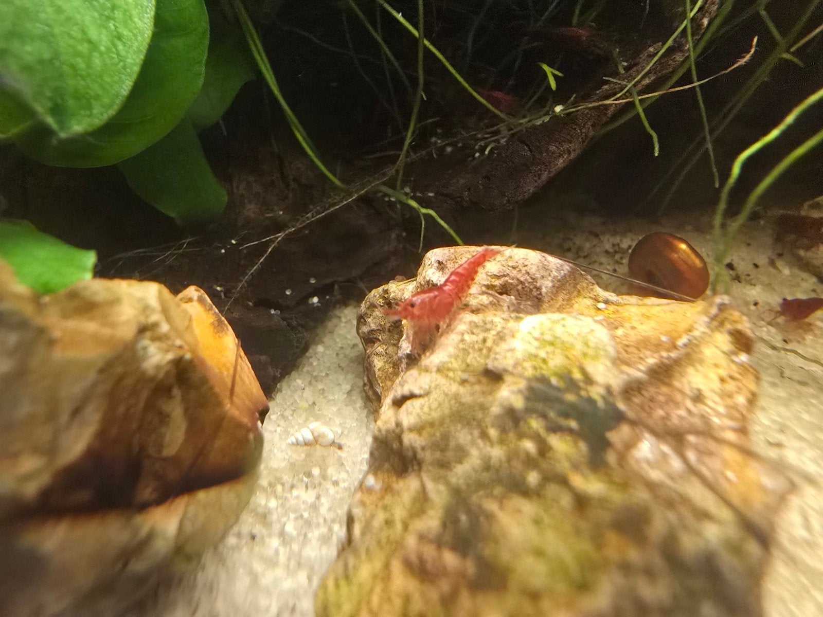 Mooie rode garnaaltjes, Dieren en Toebehoren, Vissen | Aquariumvissen, Kreeft, Krab of Garnaal, Zoetwatervis, Schoolvis