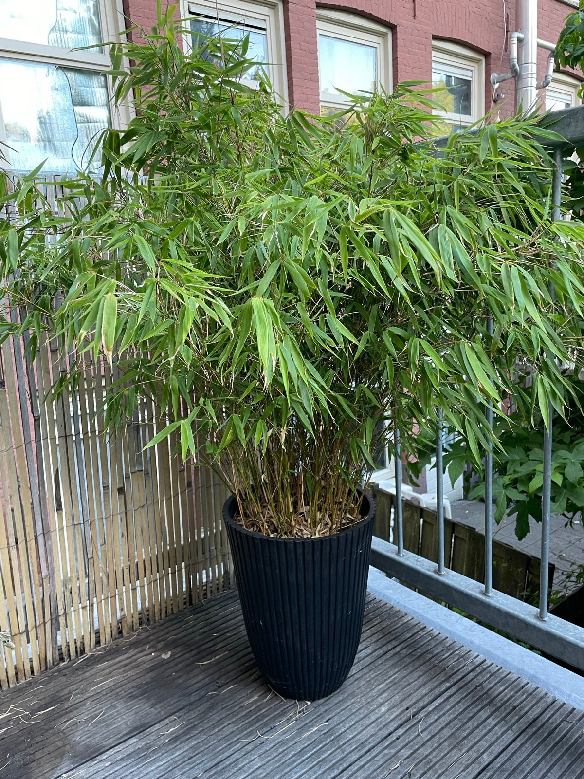 Grote Bamboeplant in Zwarte Pot - Fargesia Rufa, Vaste plant, Bloeit niet, Halfschaduw, Ophalen