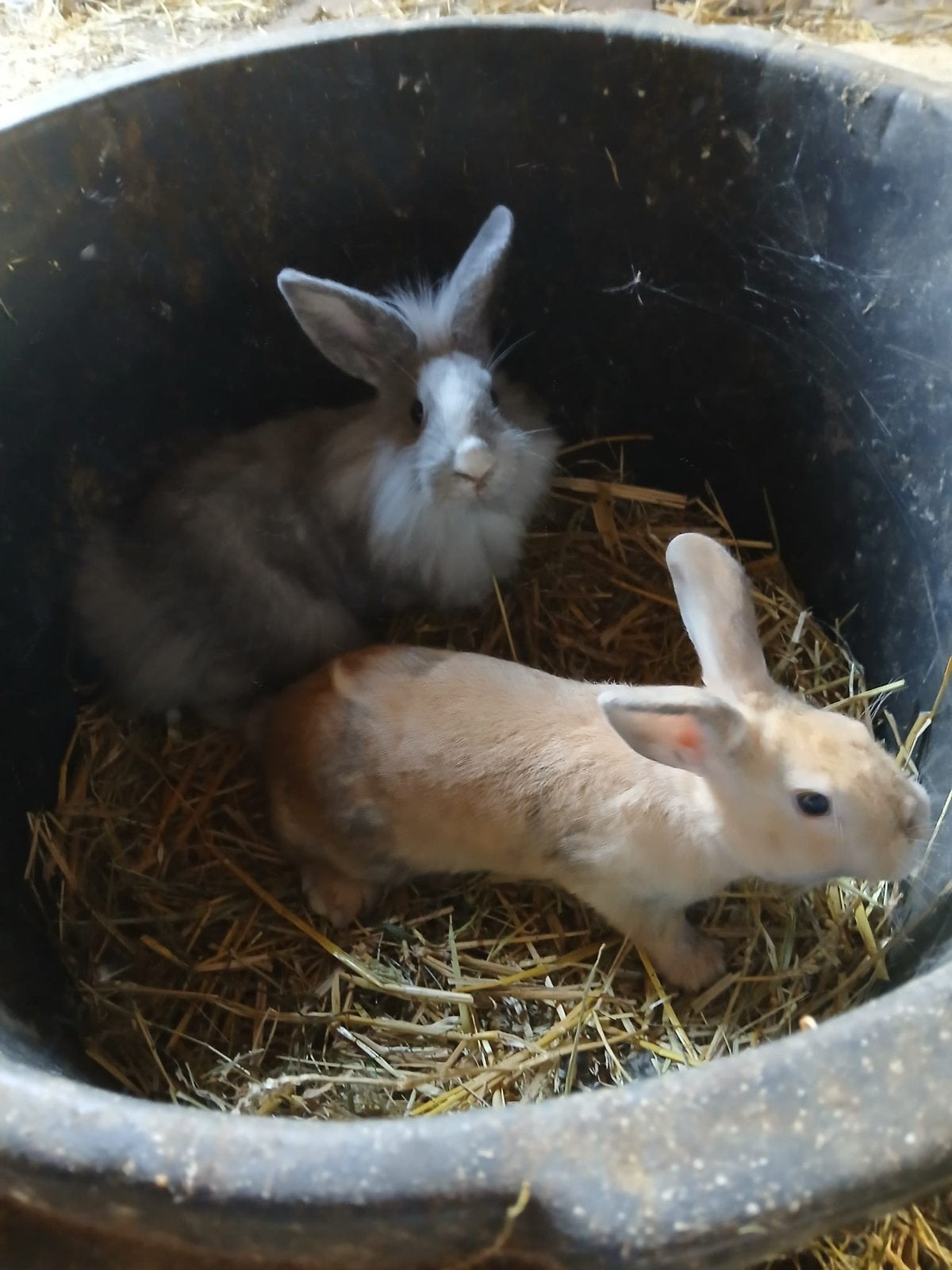 Te koop konijntjes, Dieren en Toebehoren, Meerdere dieren
