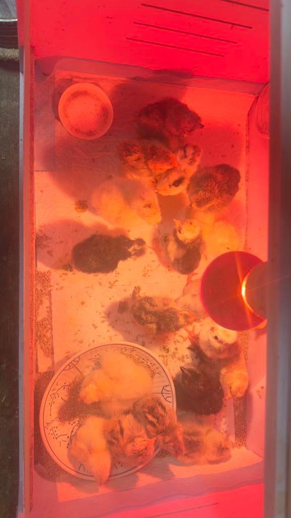 Diverse kuikens 🐣 (BE), Geslacht onbekend, Kip