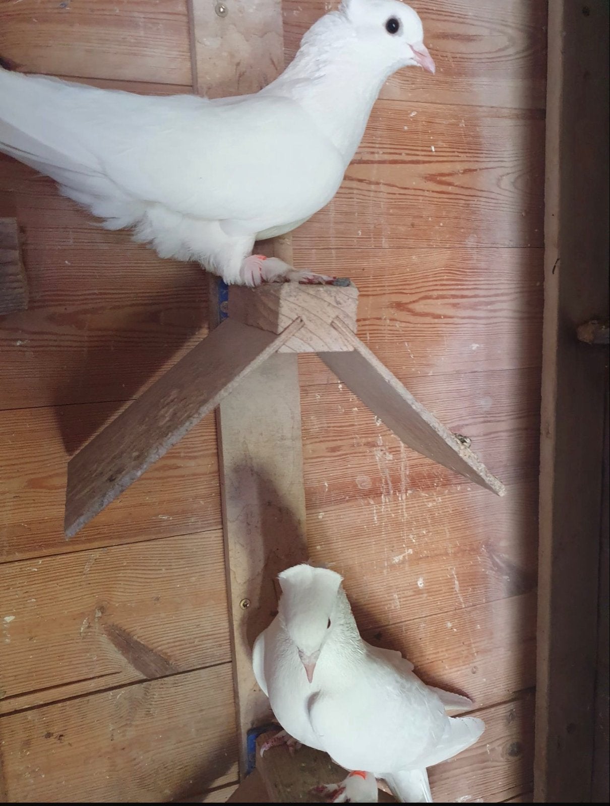 witte takla duiven oyunlu severli, Dieren en Toebehoren, Vogels | Duiven, Meerdere dieren, Overige soorten