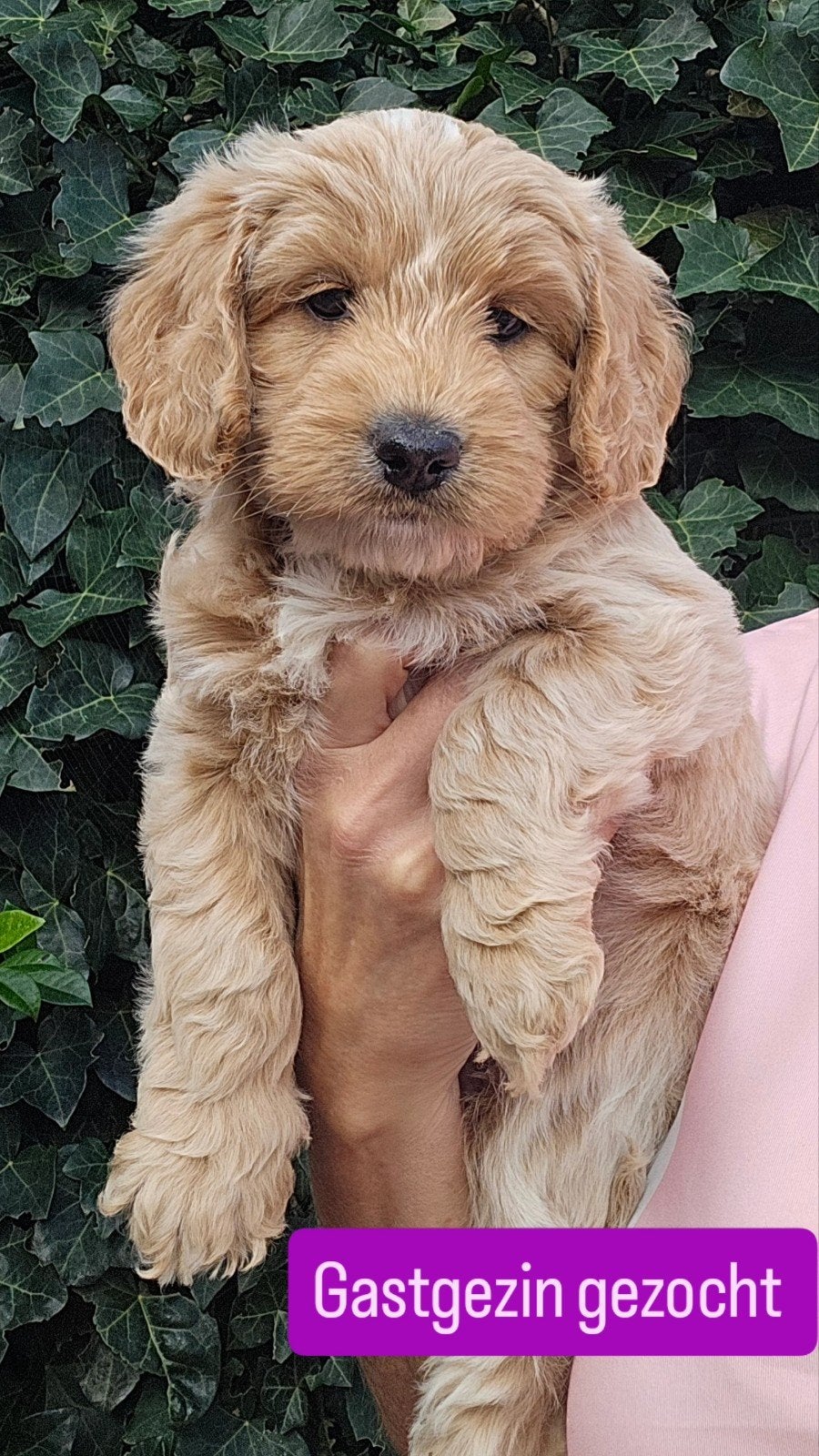 gastgezin gezocht teefje australien labradoodle, Dieren en Toebehoren, CDV (hondenziekte), 8 tot 15 weken, Teef, Eén hond