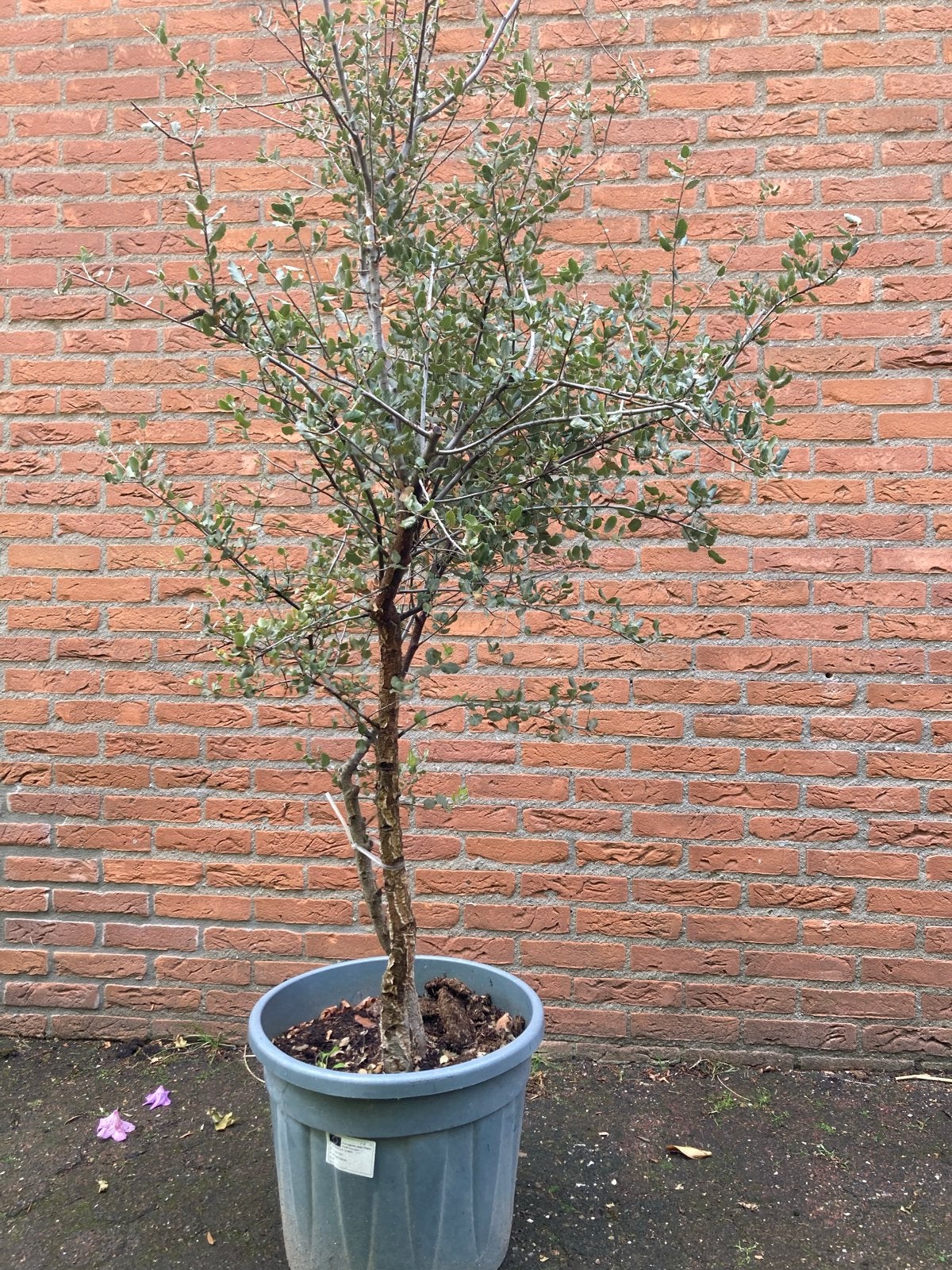 Kurkeik - Ideaal voor het Nederlandse klimaat!, Tuin en Terras, Overige soorten, Lente, 100 tot 250 cm, Ophalen