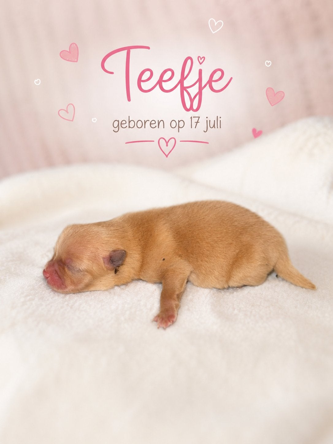 Prachtige Pomeranian teefjes, Dieren en Toebehoren, Honden | Niet-rashonden, Klein, Teef, Particulier, Meerdere, Nederland, 8 tot 15 weken