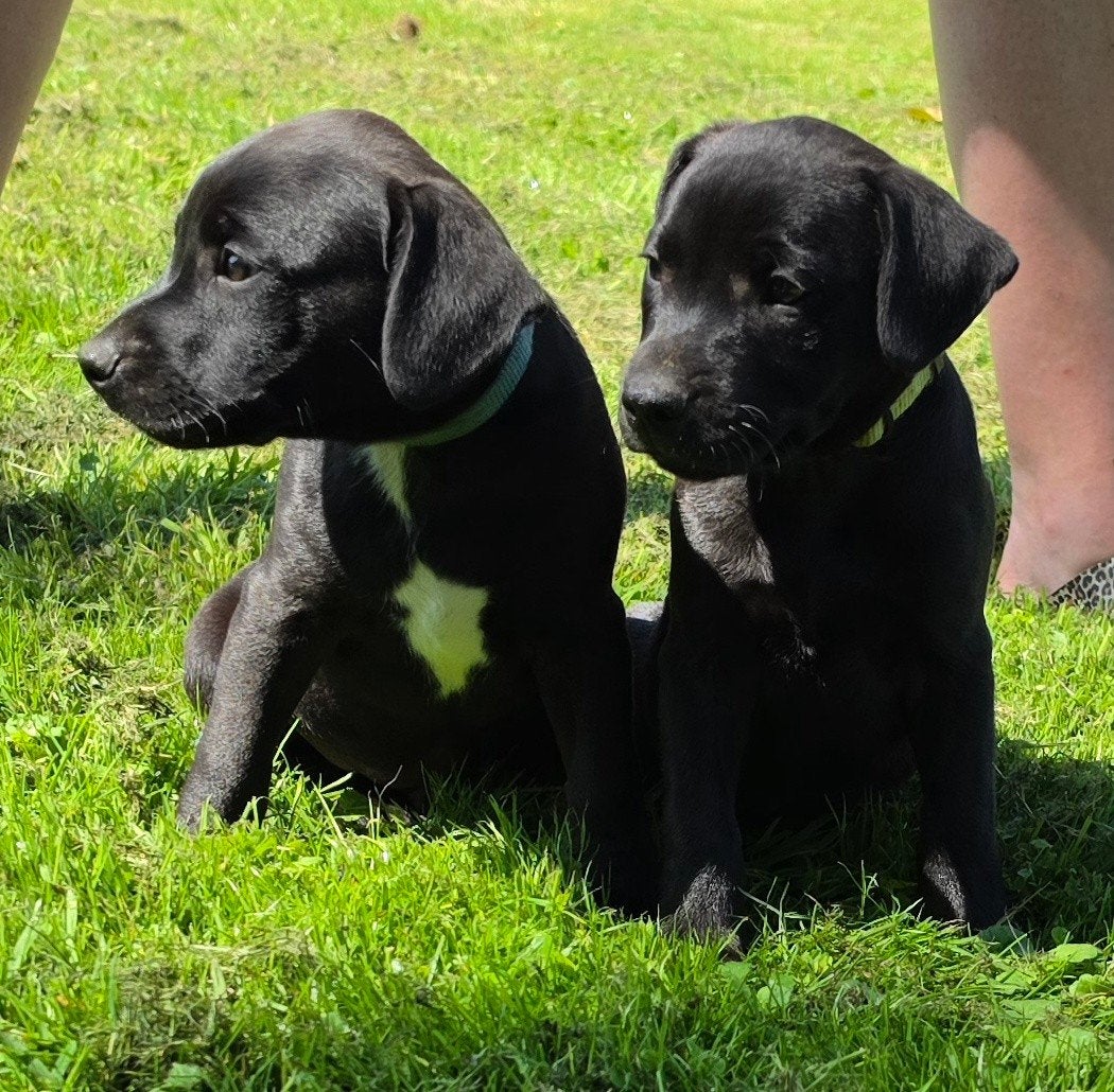 Patterdale terrier pups te koop, Rabiës (hondsdolheid), Overige rassen, 8 tot 15 weken, Meerdere