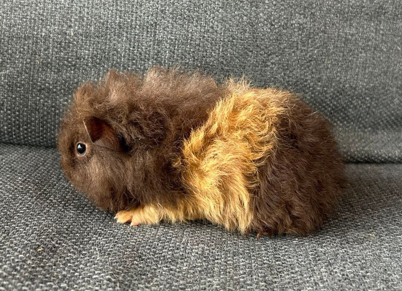 Mooie, jonge choco/crème tessel cavia, Cavia, Mannelijk, Mei, Tam