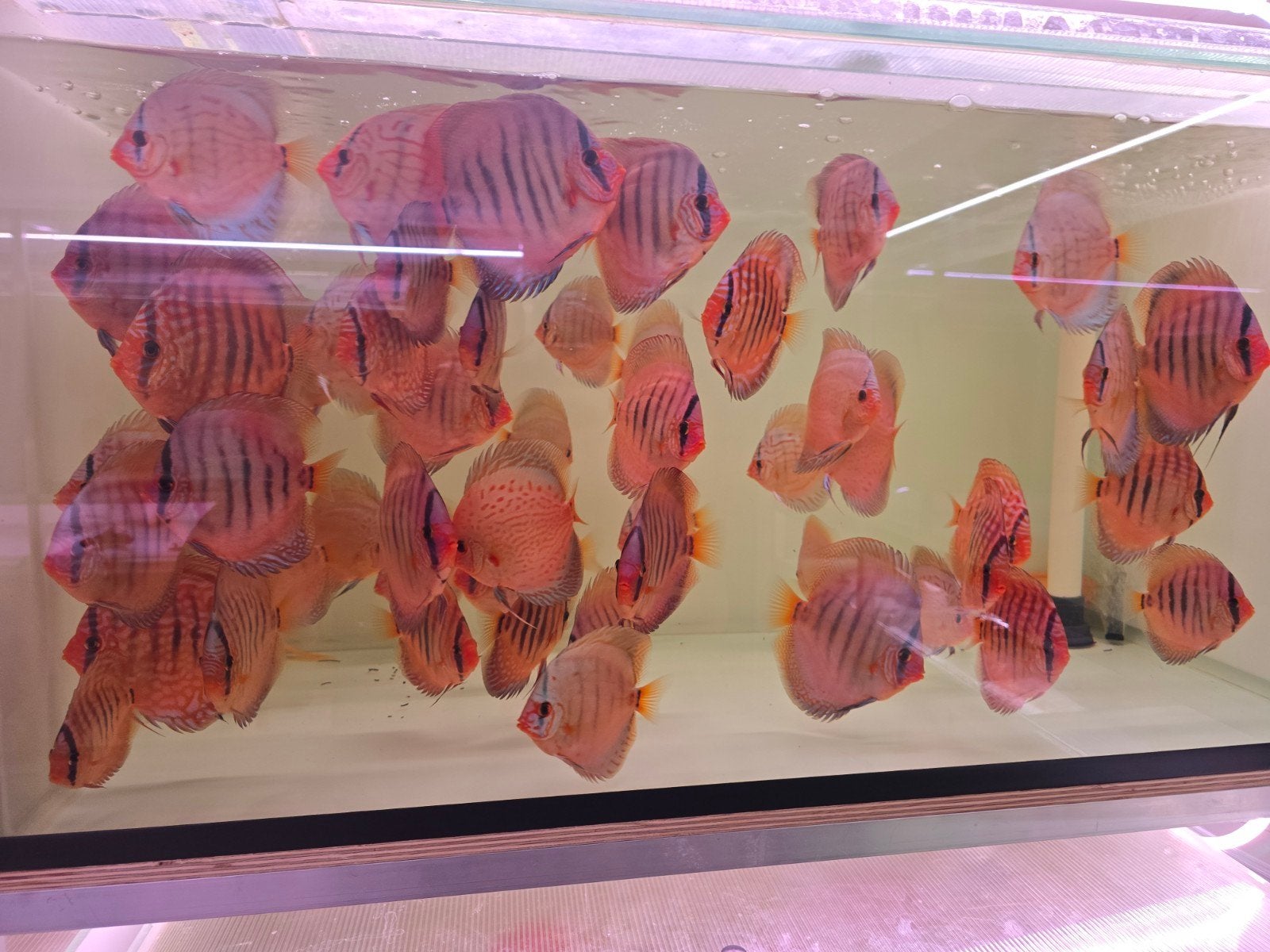 discusvissen, Dieren en Toebehoren, Vis, Zoetwatervis, Schoolvis