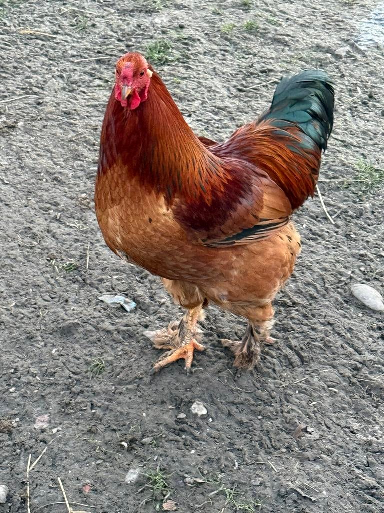 Brahma kriel haantje, Dieren en Toebehoren, Pluimvee, Mannelijk, Kip