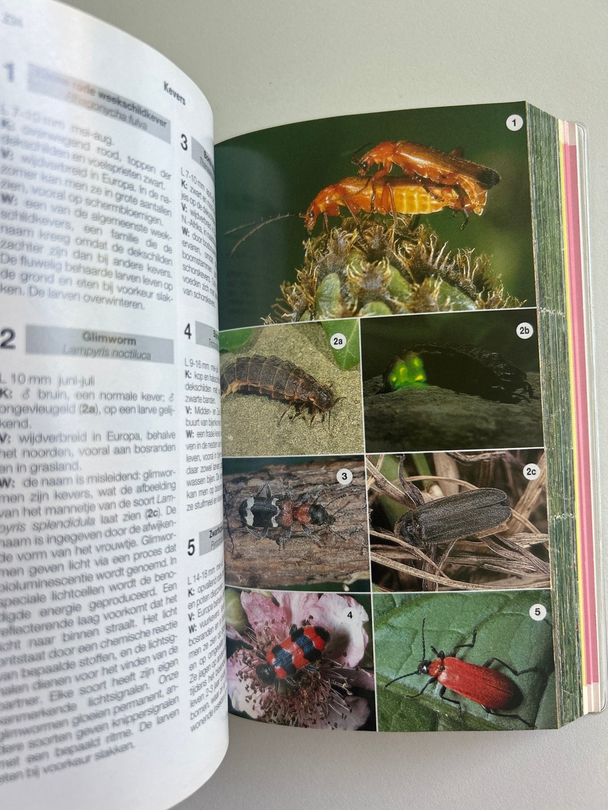 ANWB Natuurgids: Dieren- en plantengids voor heel Europa, Boeken, Ophalen of Verzenden, Gelezen, Natuur algemeen