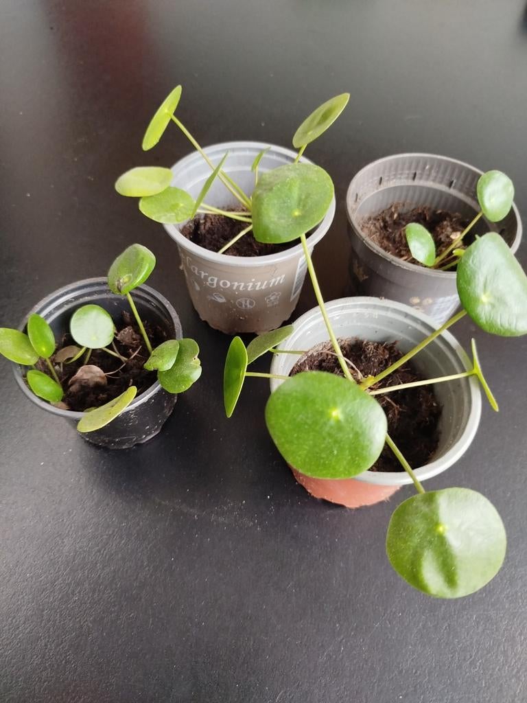 Pannenkoekplant stekjes - 2+1 gratis!, Ophalen, Overige soorten, Halfschaduw, Minder dan 100 cm