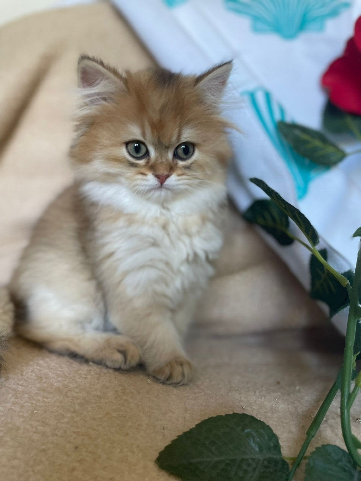 Brits/Britse korthaar kittens jongen en meisje met stamboom, Meerdere dieren, Met stamboom