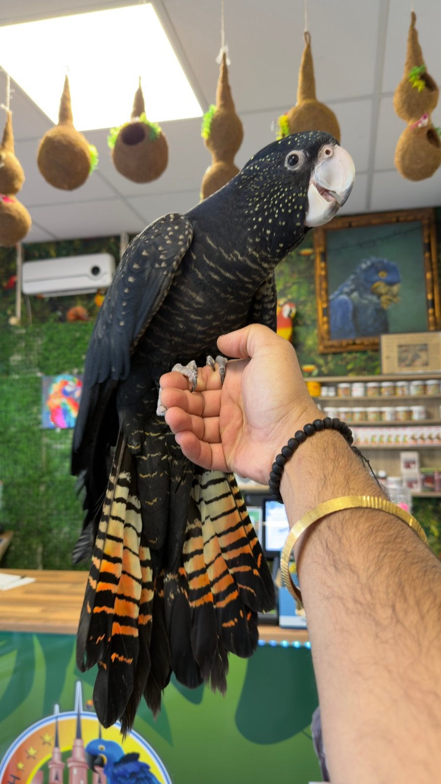 Zeldzaam kaketoe, Meerdere dieren, Papegaai, Pratend