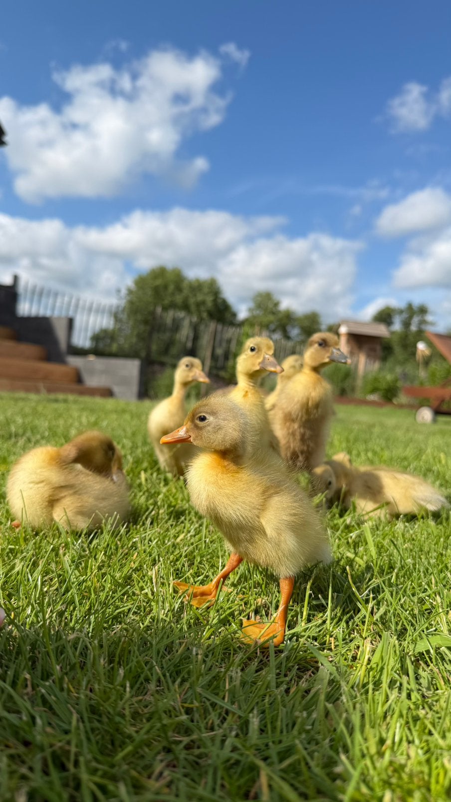 Loopeenden pulletjes, Dieren en Toebehoren, Meerdere dieren, Eend