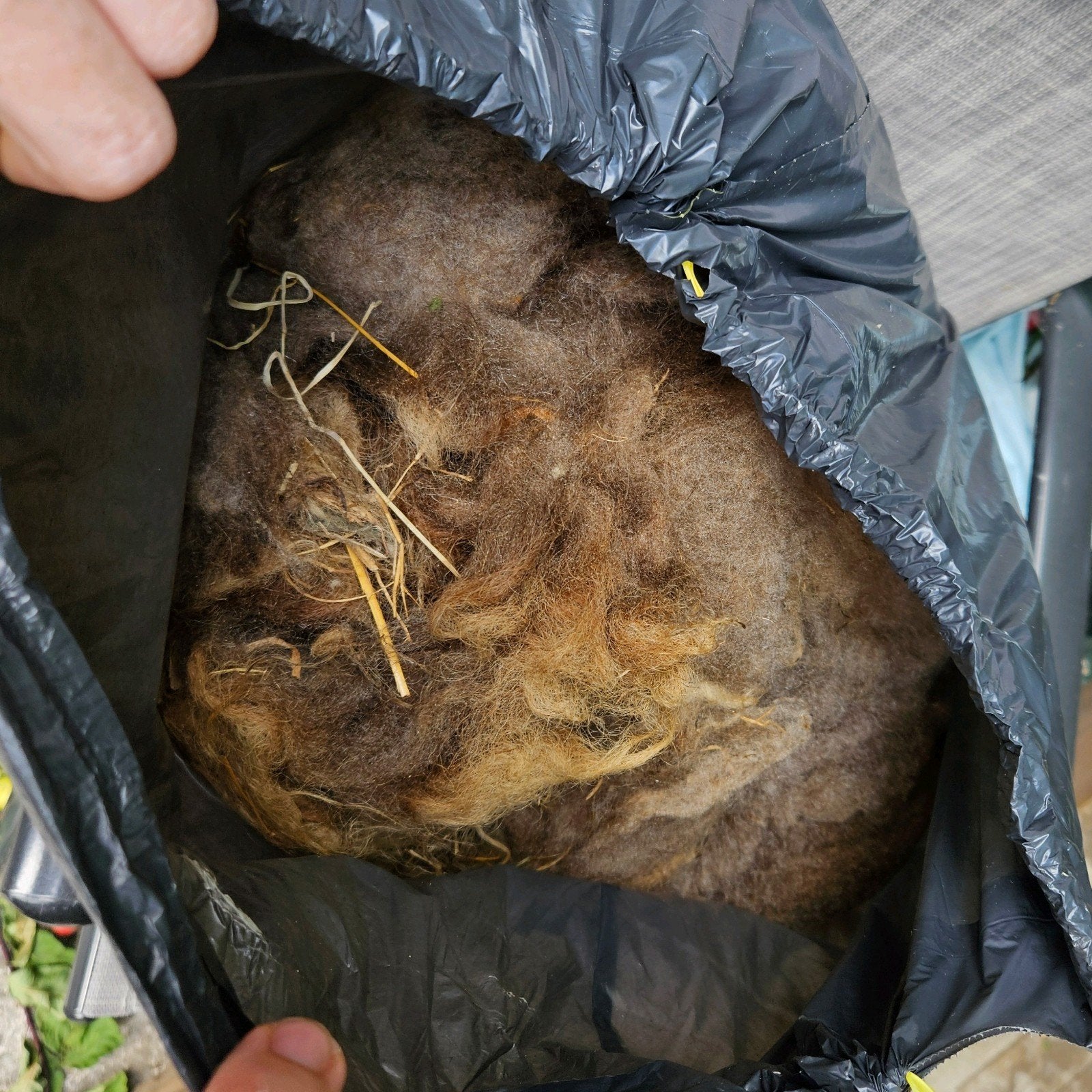 Gratis schapen wol onbewerkt 1 vuilniszak, Geslacht onbekend, Schaap, 0 tot 2 jaar
