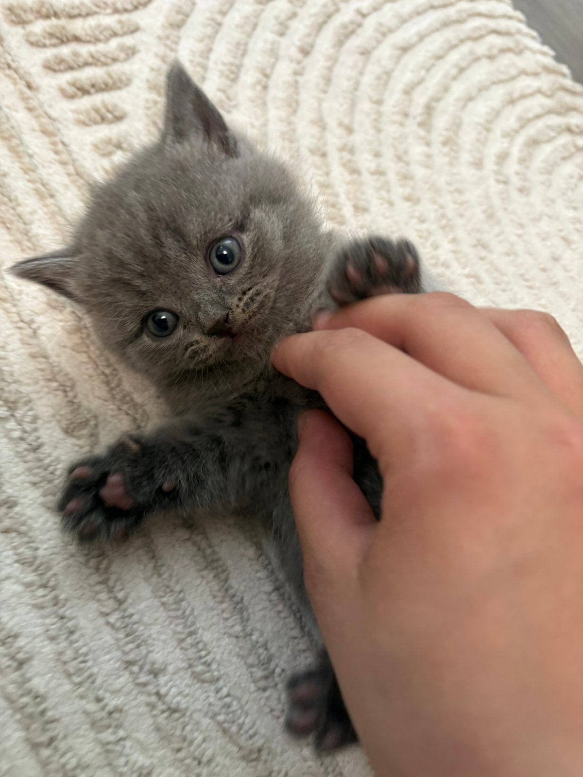British Shorthair kittens, Meerdere dieren, Ontwormd