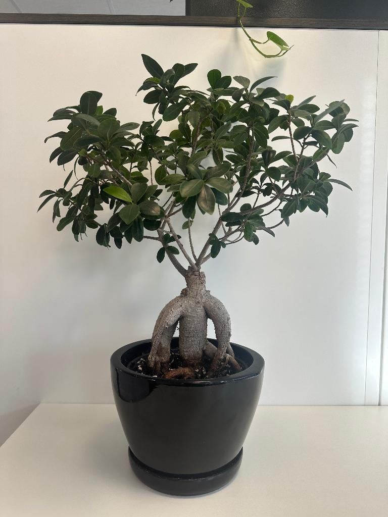 Ficus bonsai, Ophalen, Ficus, Halfschaduw, Minder dan 100 cm