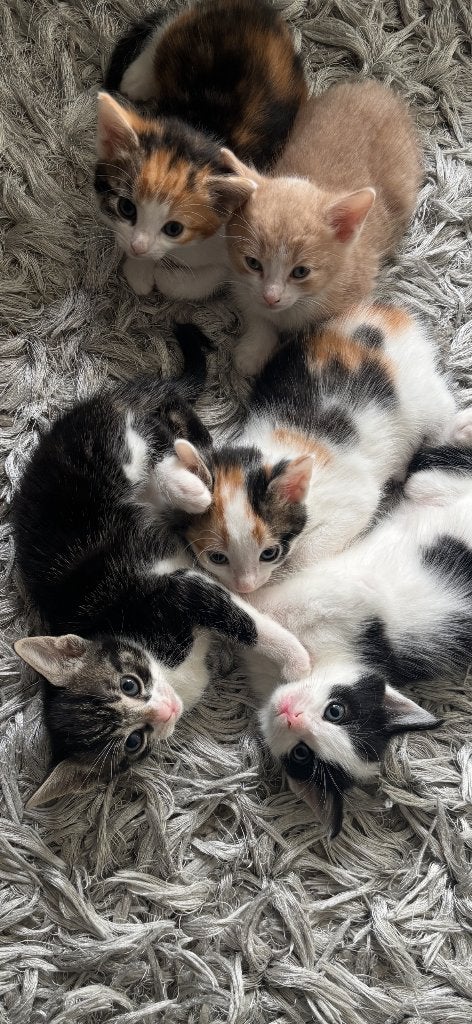 Kitten, Ophalen of Verzenden