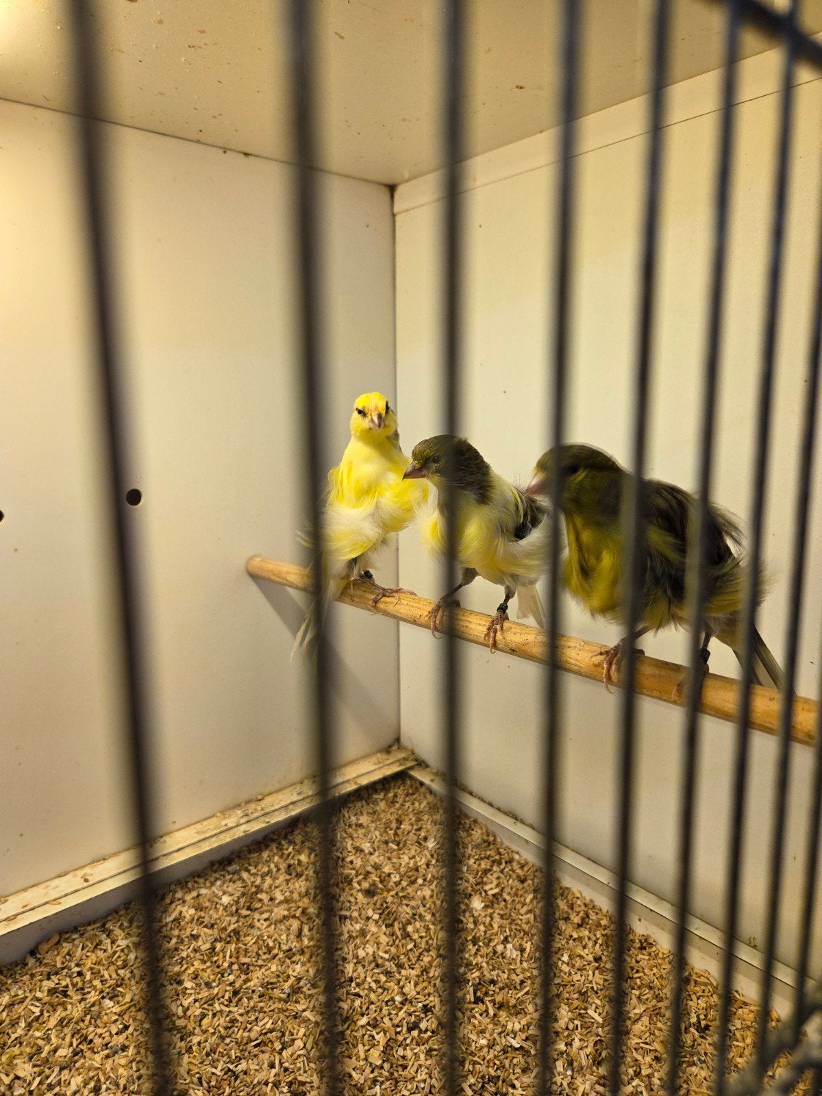 noord hollandse frisë kanaries, Meerdere dieren, Kleurkanarie