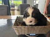 berner sennen pups, België, Particulier, Parvo, Overige rassen