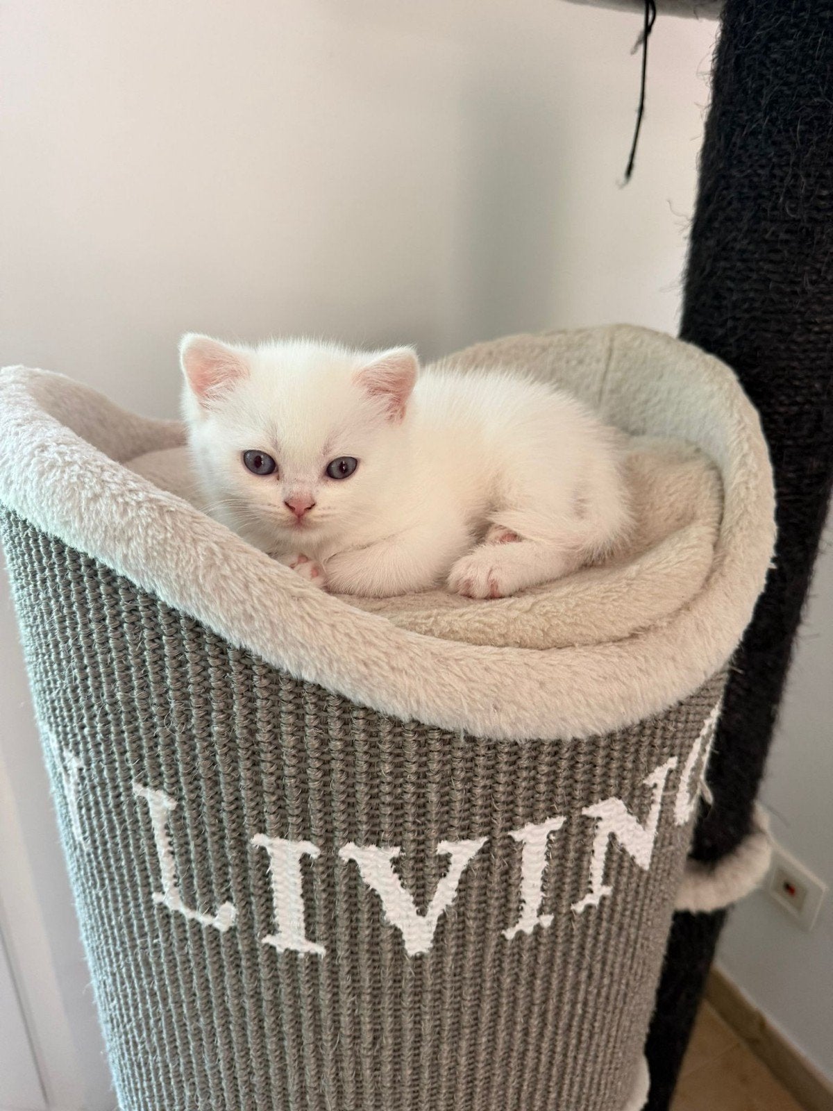 100% Britse korthaar kittens Wit 8 weken direct mee, Dieren en Toebehoren, Katten en Kittens | Raskatten | Langhaar, Meerdere dieren