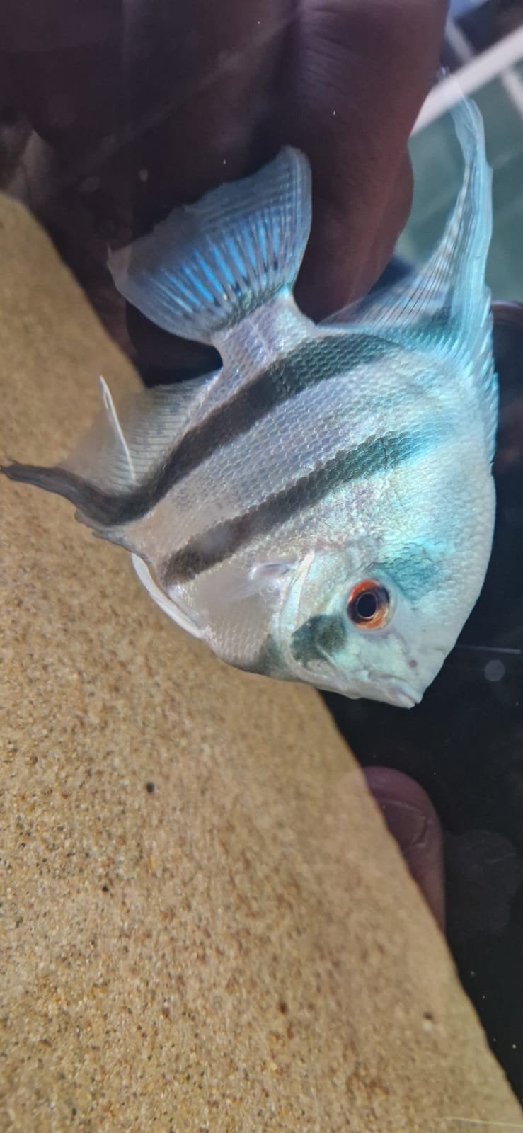 Mooie grote XL blauwe maanvis, Vis