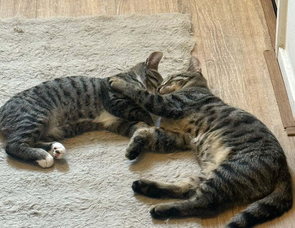 2 kittens 12 weken, Dieren en Toebehoren, Meerdere dieren