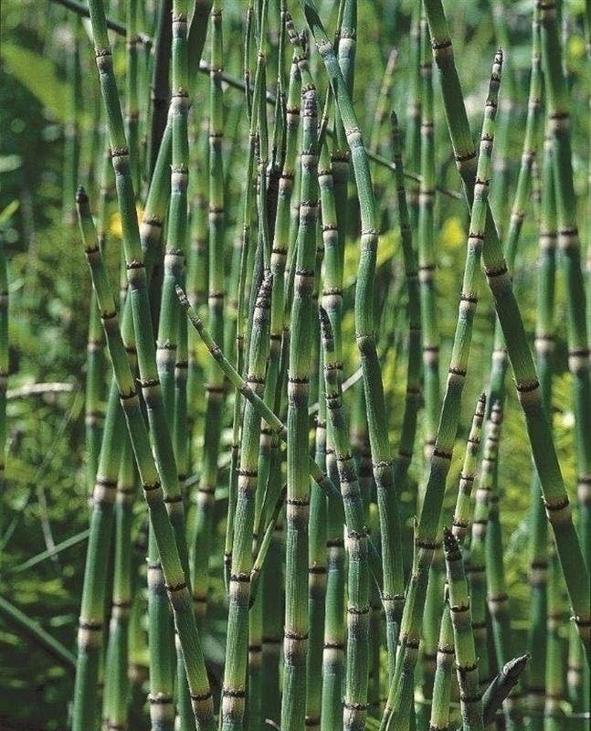 zuurstofplanten, siergrassen, sierriet soorten, oeverplanten, Ophalen, Volle zon, Vaste plant, Zomer