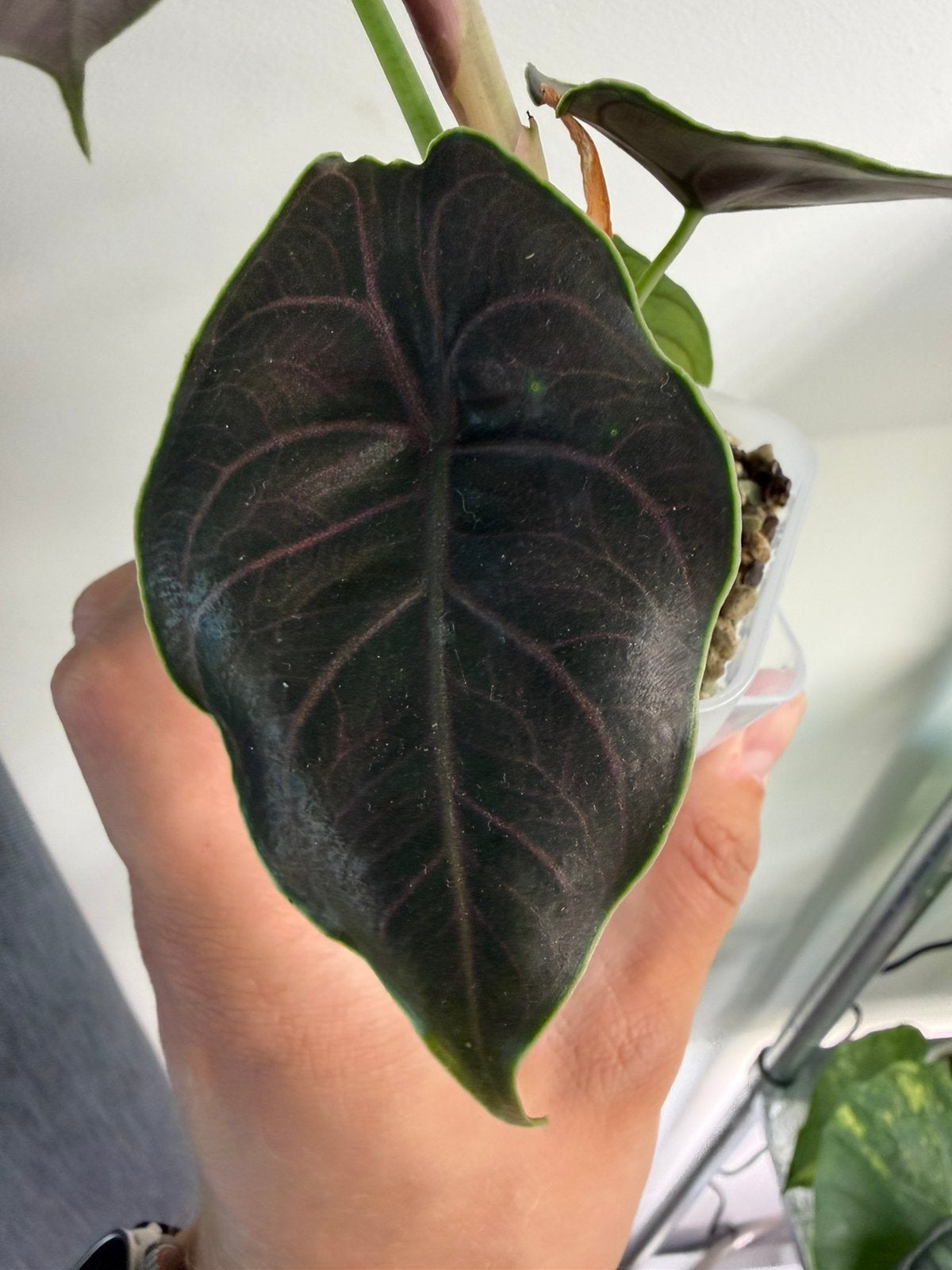 Alocasia Azlanii corms, Ophalen of Verzenden, Halfschaduw, Minder dan 100 cm