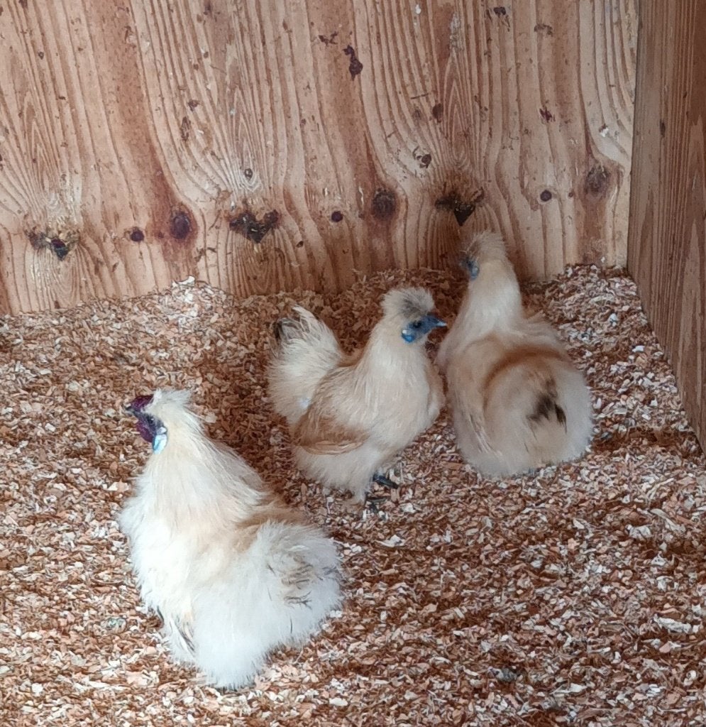 Zijdehoen, Meerdere dieren, Kip