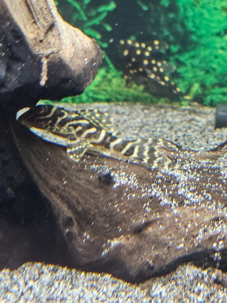 % 2 x L066 Hypancistrus Peckoltia king tiger pleco algeneter, Vis, Zoetwatervis