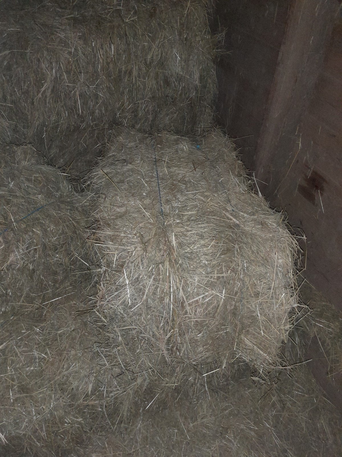 Hooi - Kleine balen, Dieren en Toebehoren, Dierenvoeding, Vee, Ophalen