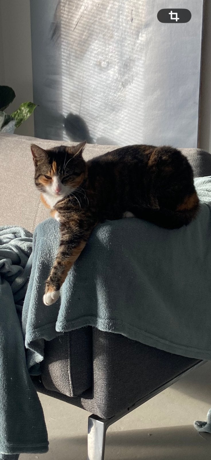 Poes gestereliseerd, Poes