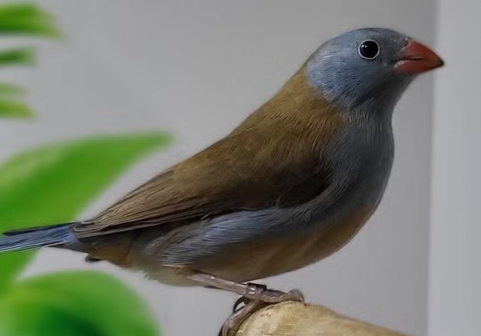 blauwkop blauwfazantje pop gezocht, Vrouwelijk