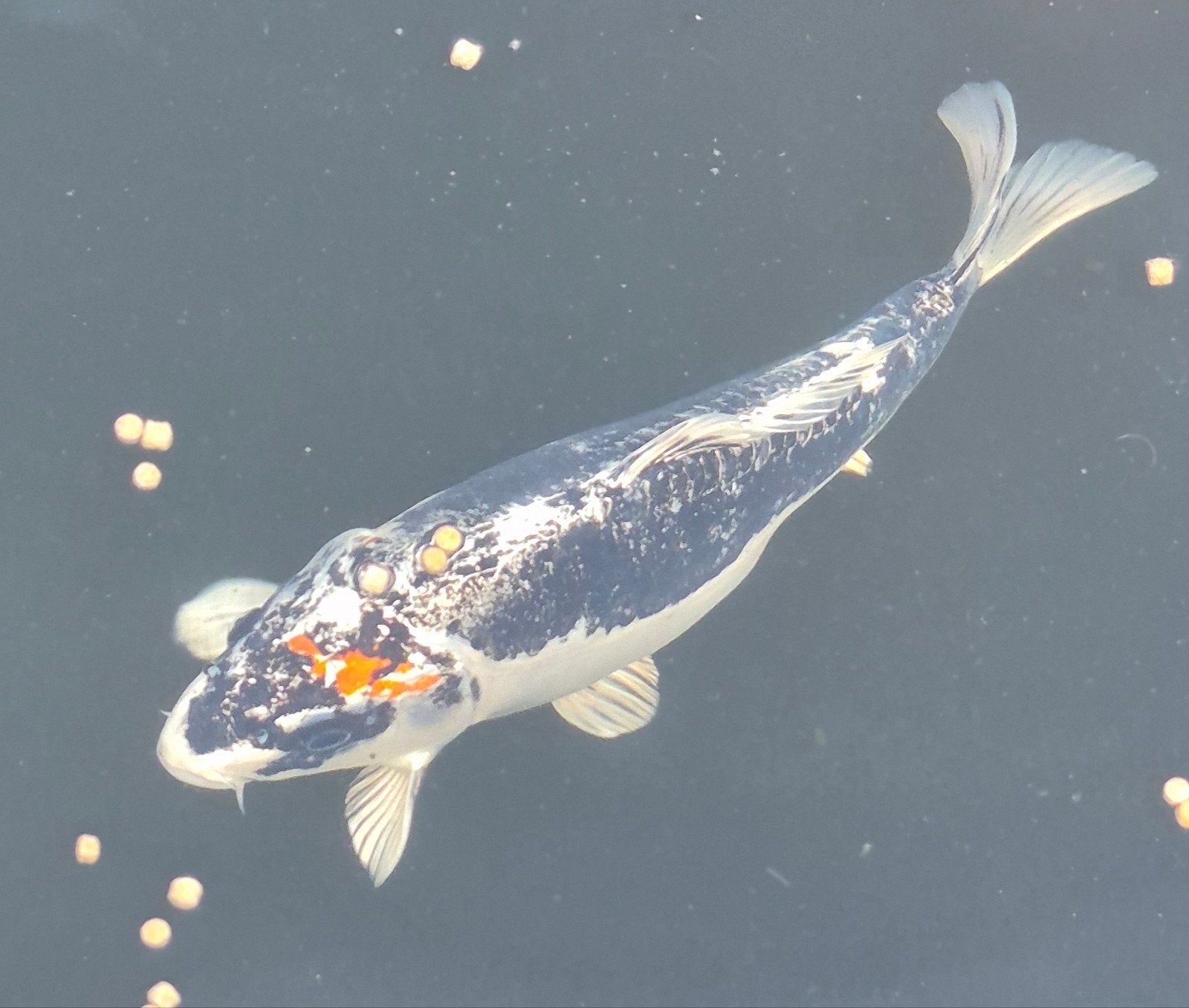 Japanse koi, Karper of Koi