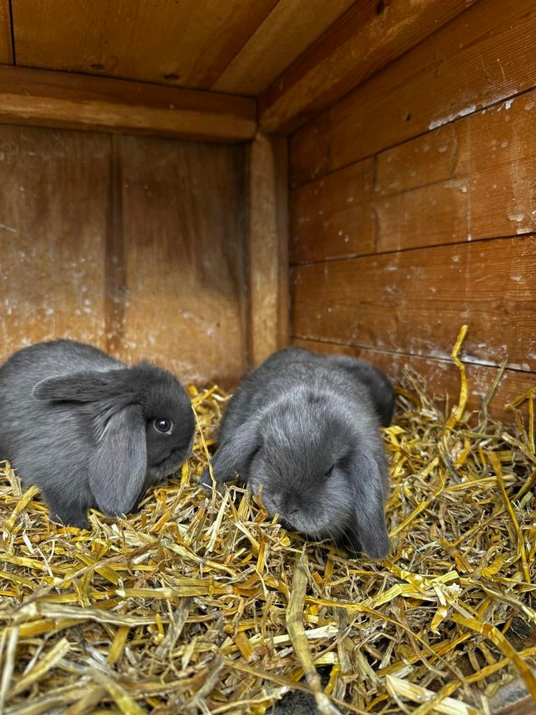 Dwerg Hangoortjes, Dieren en Toebehoren, Meerdere dieren, Dwerg, Hangoor