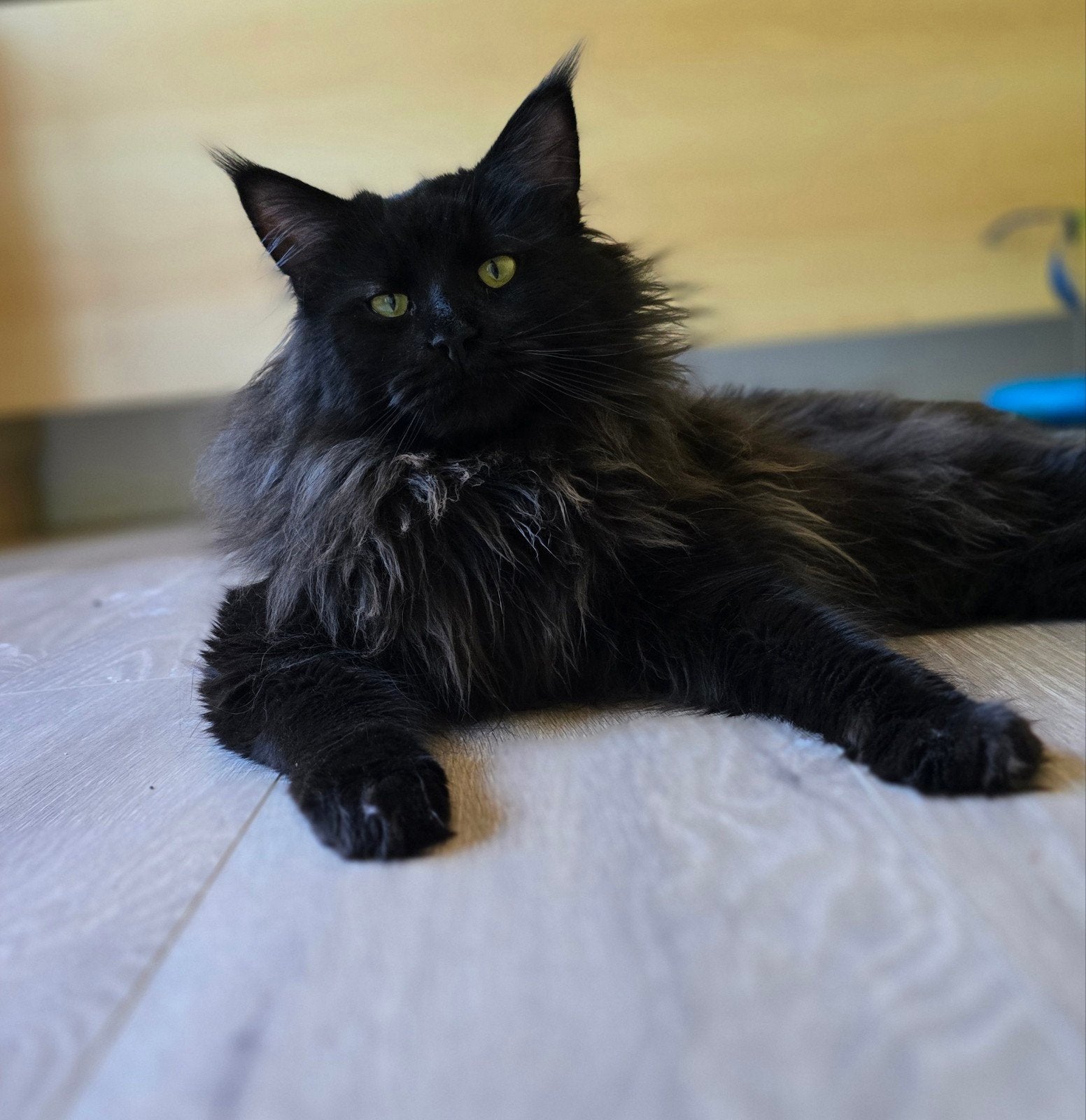 DEKKATER maine coon, Dieren en Toebehoren, Kater