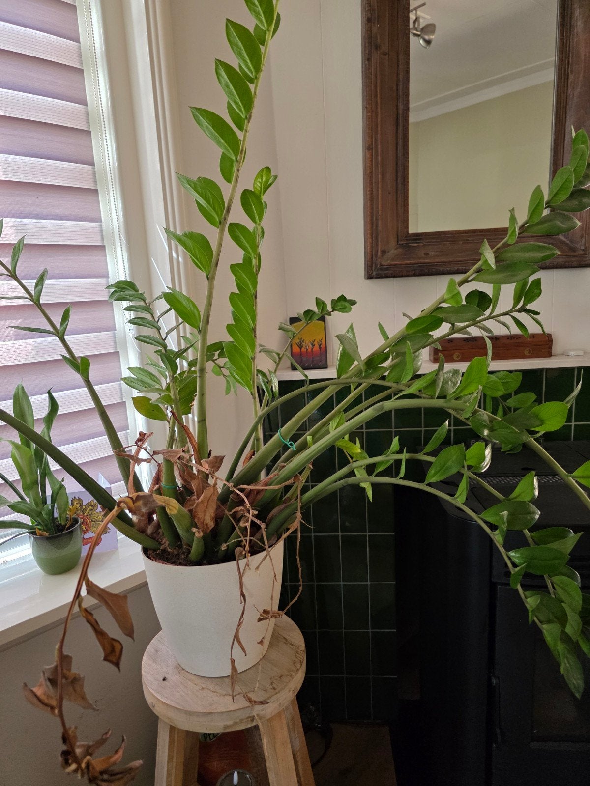 grote plant., Huis en Inrichting, Ophalen, Halfschaduw, Minder dan 100 cm
