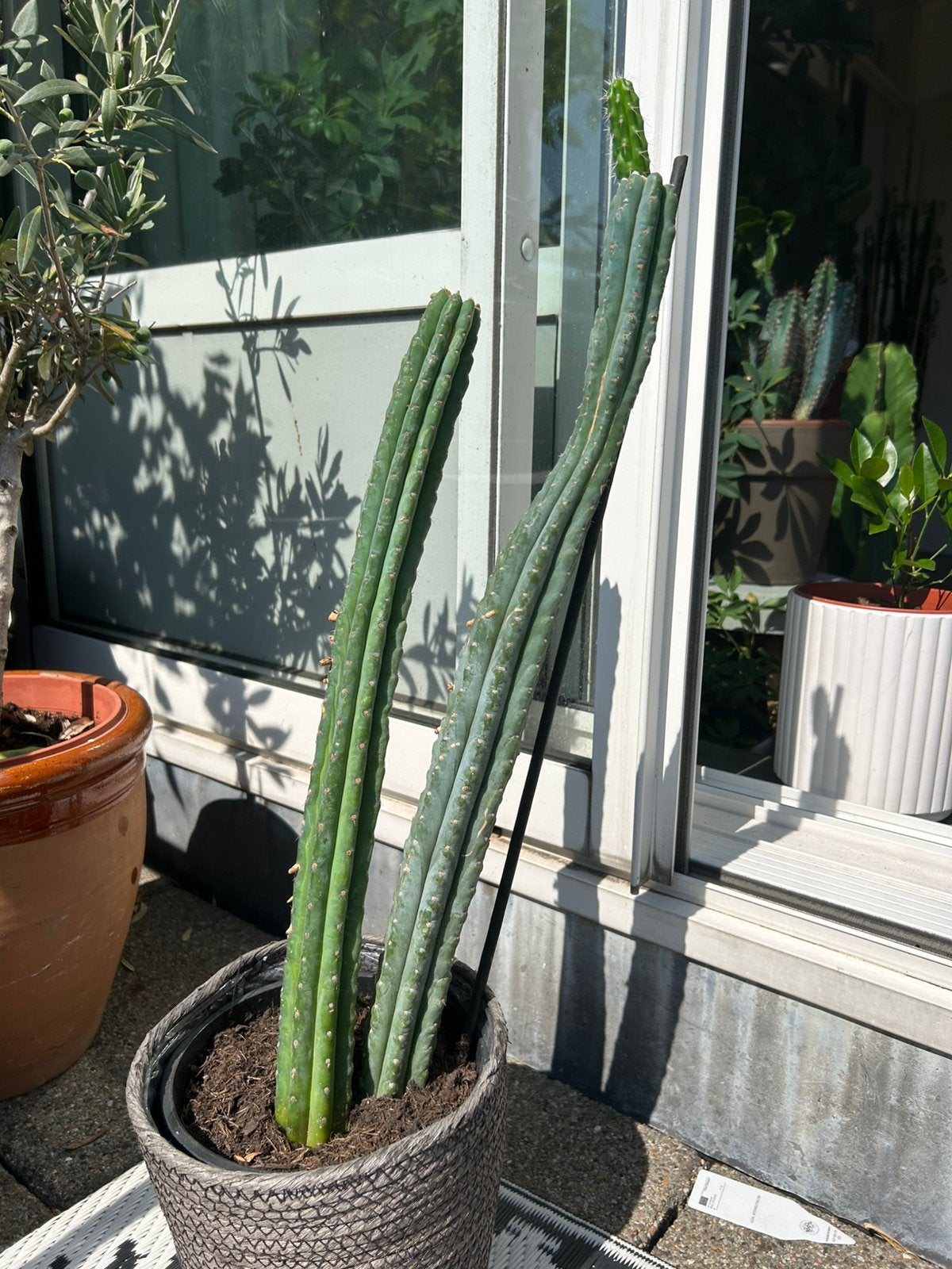 San Pedro-cactus Echinopsis pachanoi, Trichocereus pachanoi, Huis en Inrichting, Ophalen, Cactus, Volle zon, Minder dan 100 cm