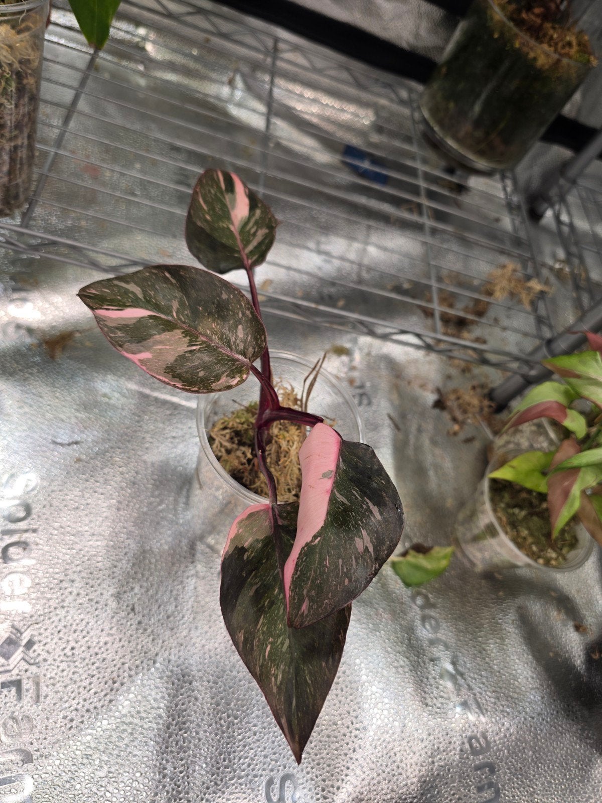 philodendron pink princes galaxy, Ophalen of Verzenden, Halfschaduw, Minder dan 100 cm