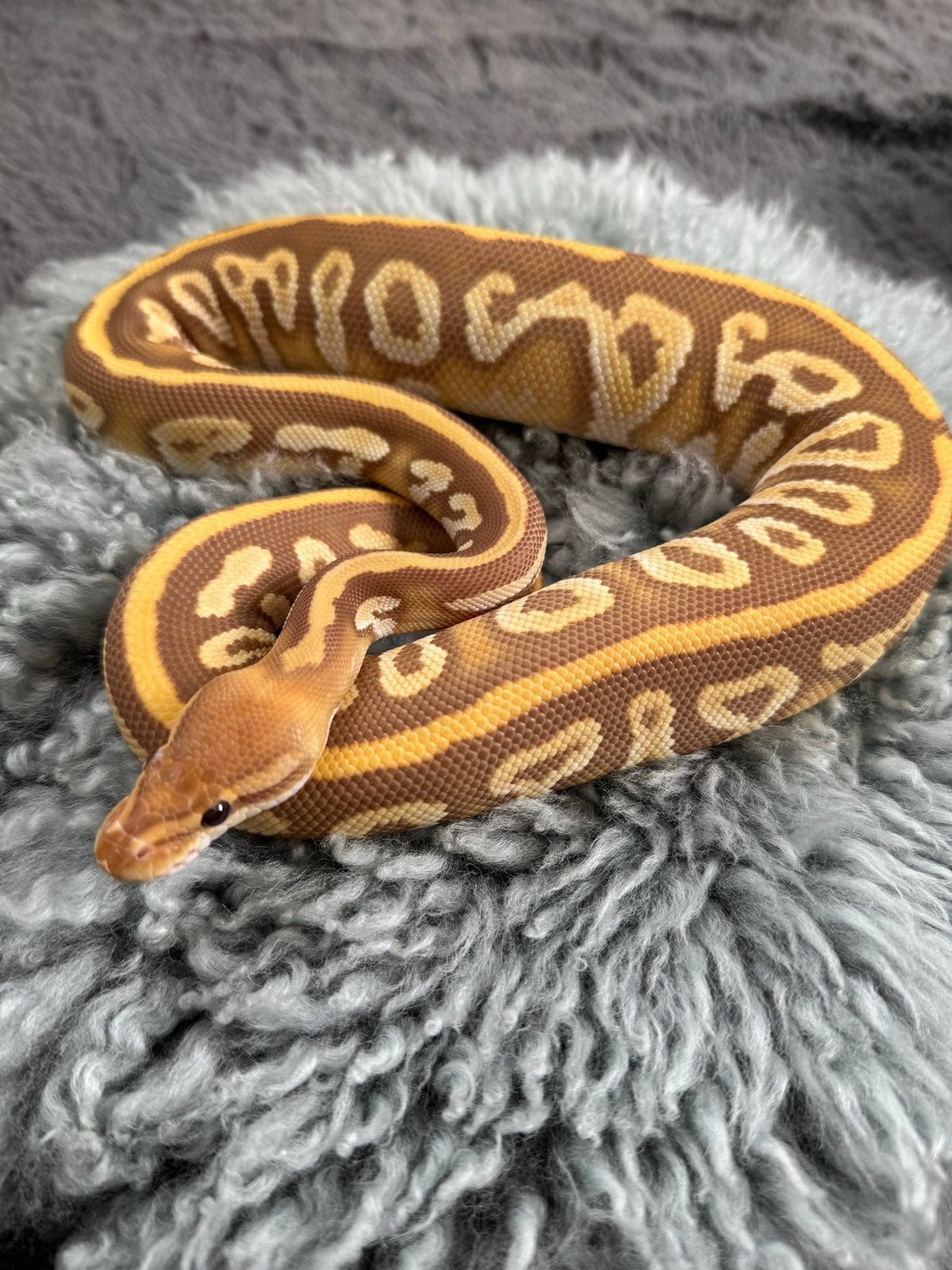 Ball Python 0.1 Cypress Phantom Ultramel 2025 Ball Python - female for sale from Qmi
